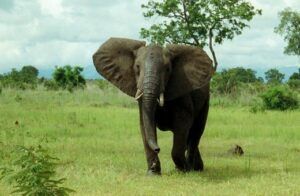 elefants