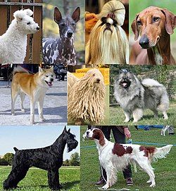Canis familiaris